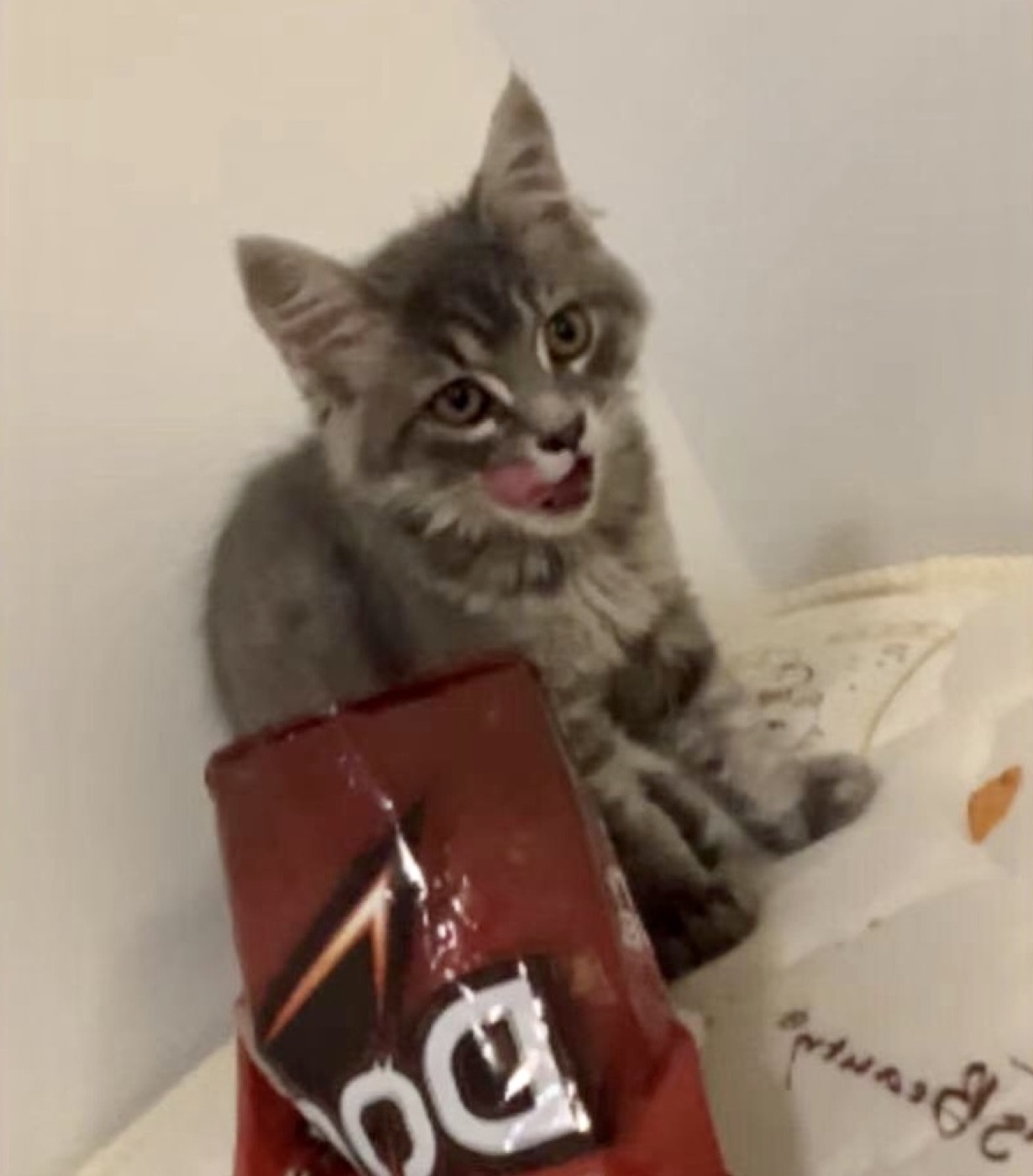 Laszlo as a kitten
