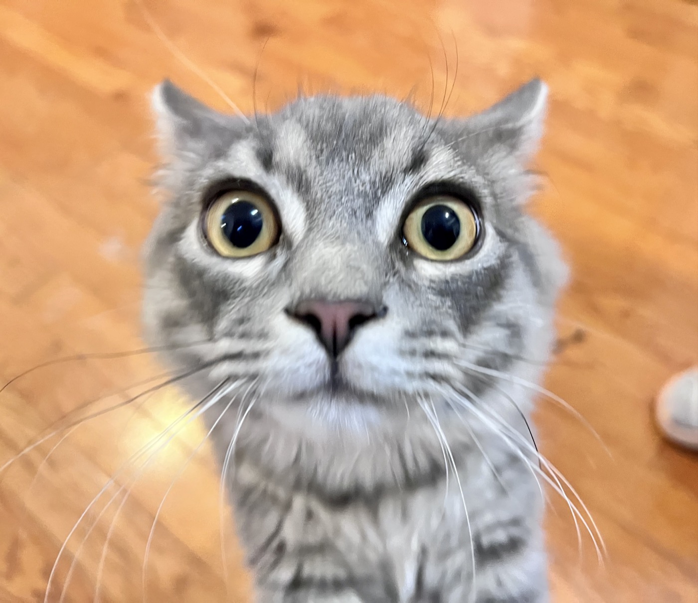 Laszlo close-up